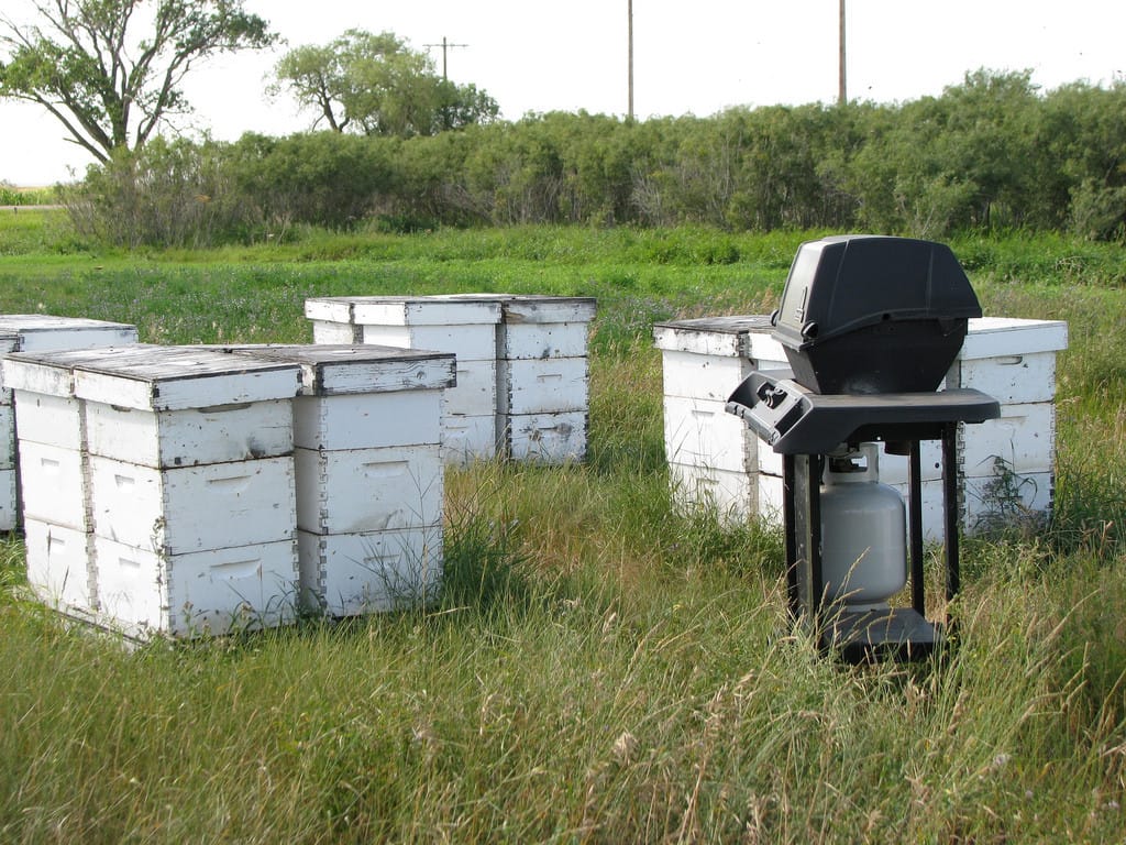 SCANDIA FIELDS HONEY - Image 4